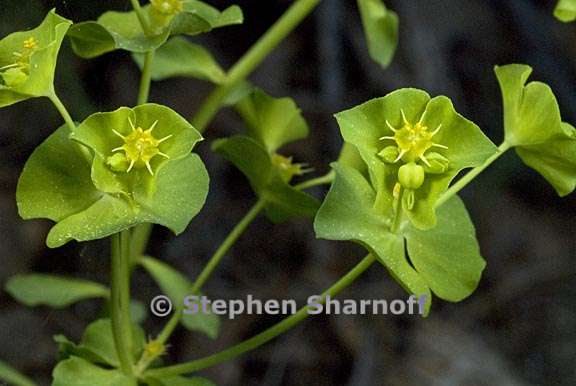 euphorbia crenulata 2 graphic